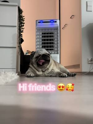 Hi friends 🥰😍 next week we will finally have time to publish you some pug ful summer videos from Mirri 🩵 thanks for your support so far and stay cool, its really hot season right now 🥵🐶 #pugs #mirri #mirrithepug #puglife #pug 