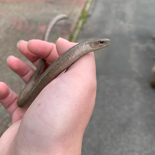 Yesterday I found a slow worm on my walk. Sounds silly but I get a little starstruck when I see our wildlife up close, especi...