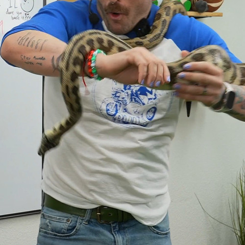 Snake penises in your armpit with @juliensolomita 

** Noodle is an Alveus Educational Ambassador. Not a pet **

#alveussanct...