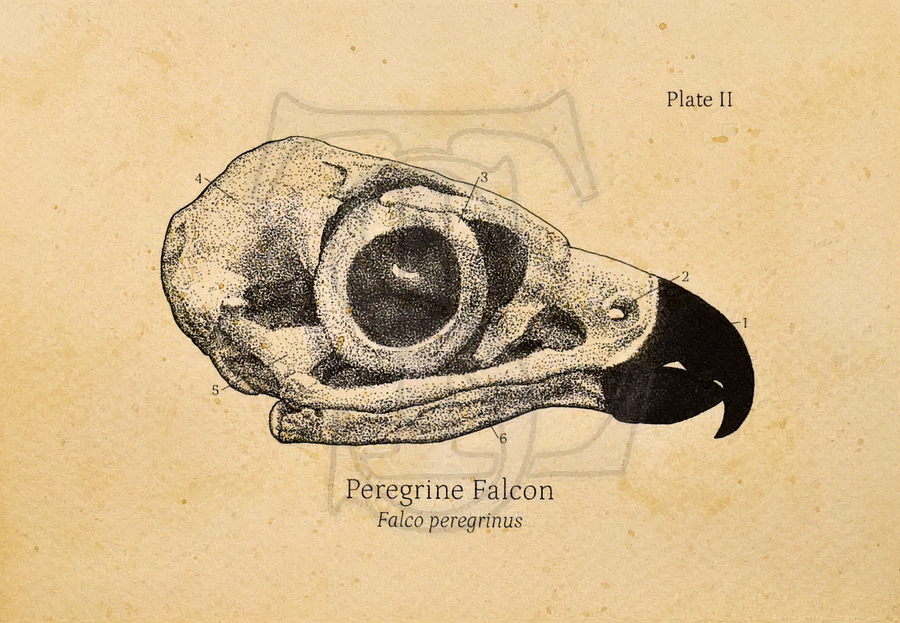 Peregrine Falcon Skull Giclée print (hand watercolored) product image (1)