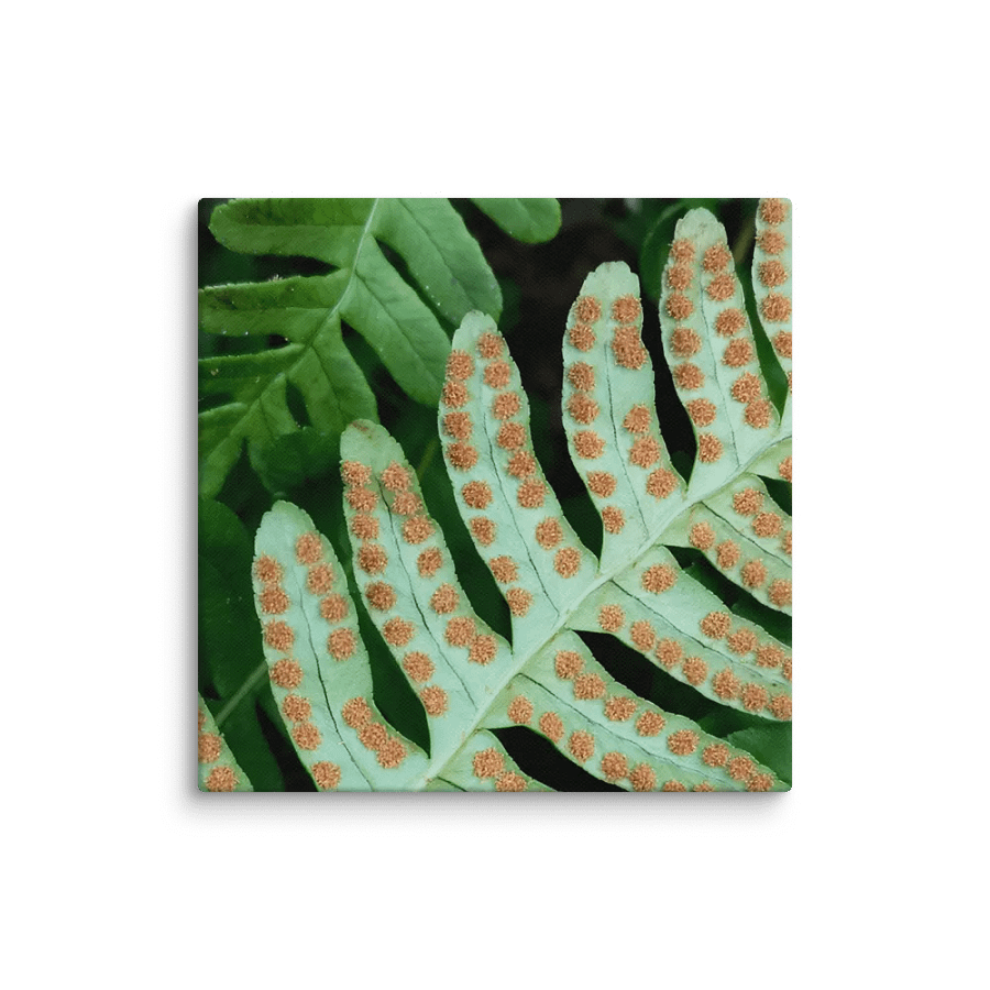 Rock Cap Fern (Canvas) product image (1)