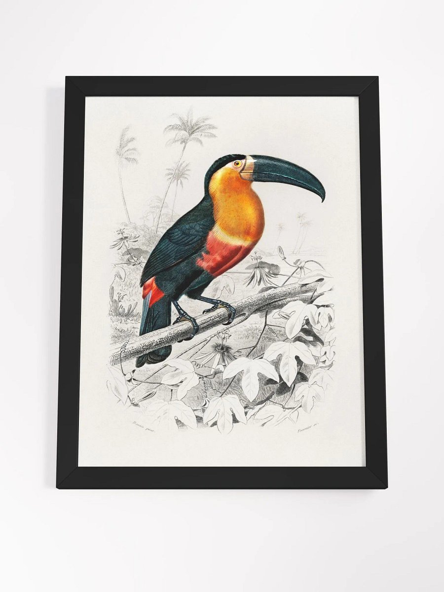 Toucan product image (17)