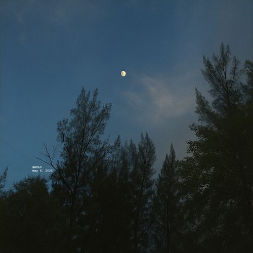 আজকের সন্ধ্যার আকাশের ছবি। Moonrise over the pines — where silence speaks and twilight listens. #bdflo