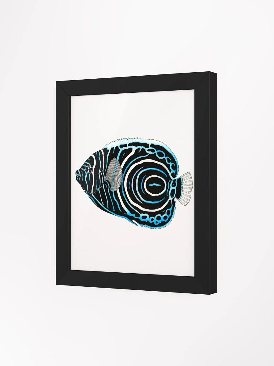 Angelfish framed print product image (3)