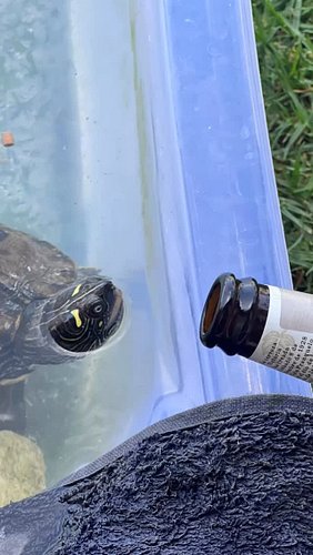 Llego el veranooooo 

-

#tortugas #turtle #verano #summer #meme #ɪɴsᴛᴀɢᴏᴏᴅ #love #picoftheday #photoofheday