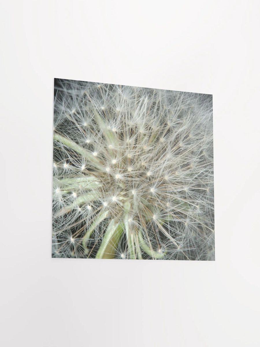 Dandelion #3 - Print product image (9)