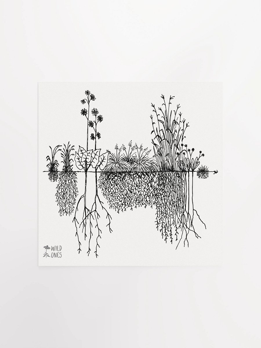 Deep Roots (Poster) product image (3)