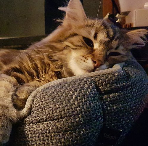 Instagram, meet Bear 🐈.

We have this little guy for the past 3 months already, but I hadn't formally introduced him.

He'll ...