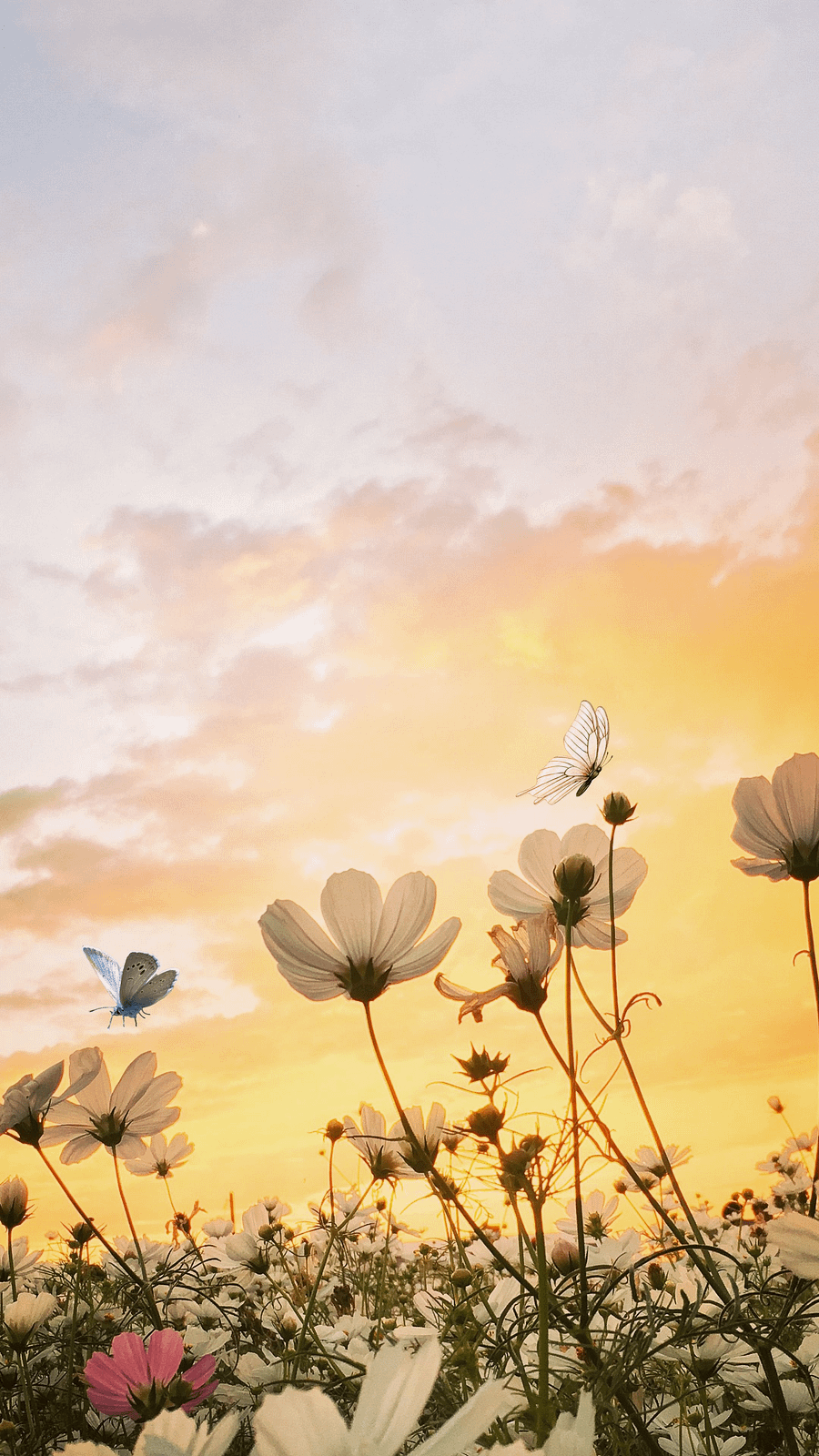 Butterfly Sunrise in a Flower Field - wallpaper product image (1)