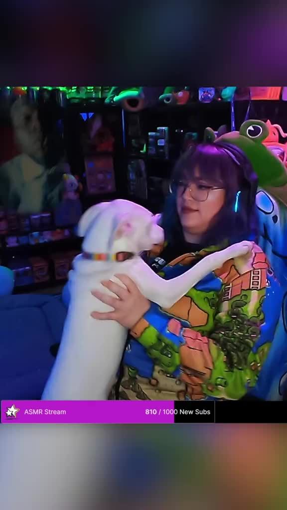 I love him so much though 😭 #puppytok #pixelxkitten #twitchpartners #twitchstreamers #streamerpets #creatorpets #boothedog 