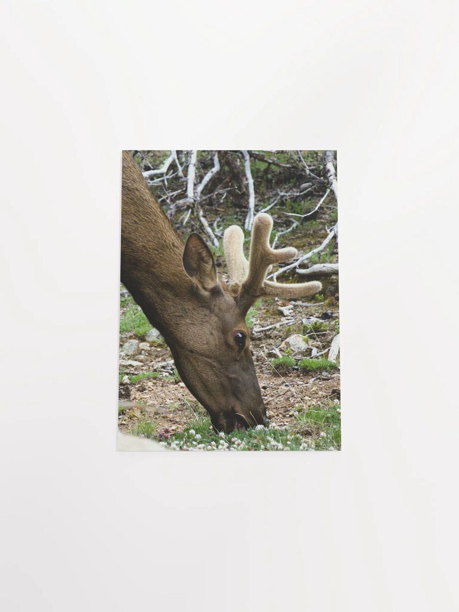 Majestic Elk Matte Poster product image (19)
