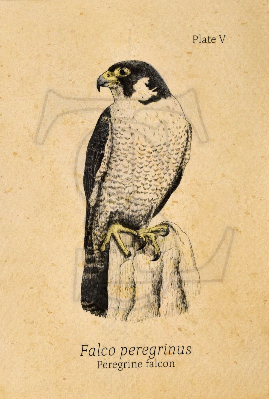 Peregrine Falcon Giclée print (hand watercolored) product image (1)