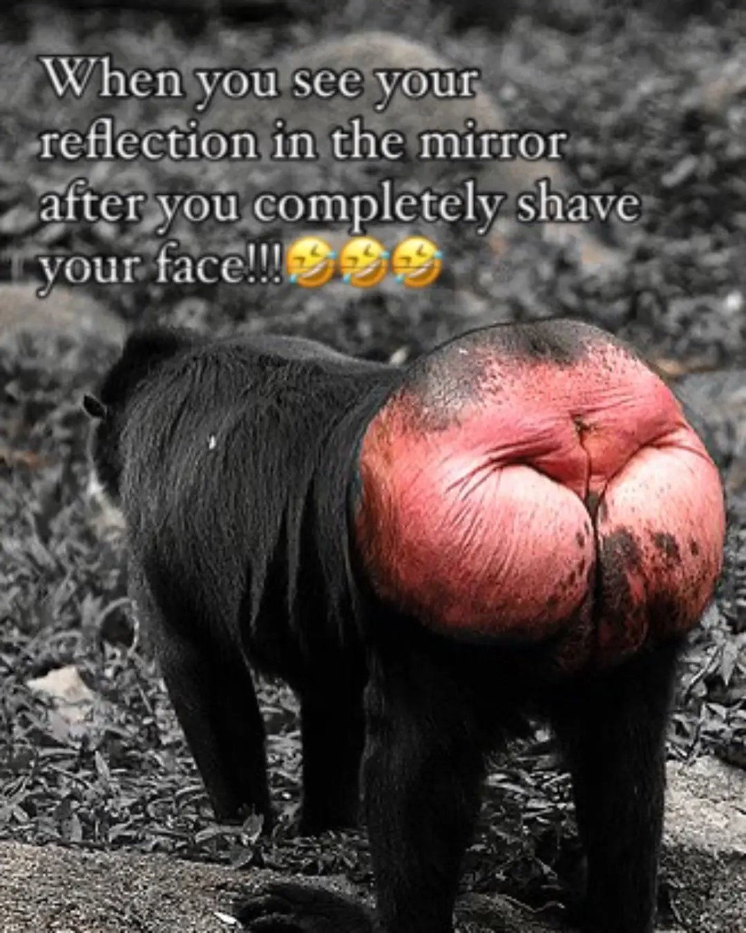 I shaved my face then saw my reflection in the mirror, #funny #thelionking #rafiki #fyp #fypシ #fypage 