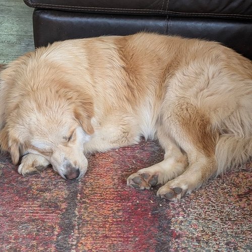 Scout having a lovely mid day nap.