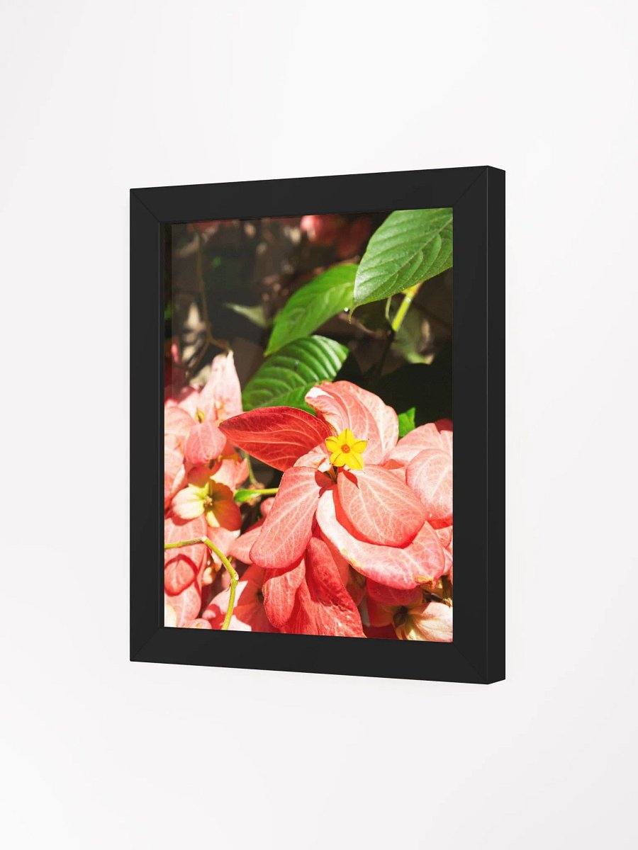 Mussaenda plant - Framed art print product image (3)