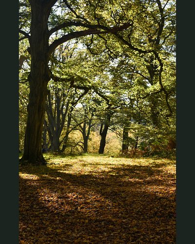 Richmond Park Autumn. 

📷 Nikon D3400

#visitlondon #thisislondon #richmondpark #royalparks #richmondtokingston #autumndays #...