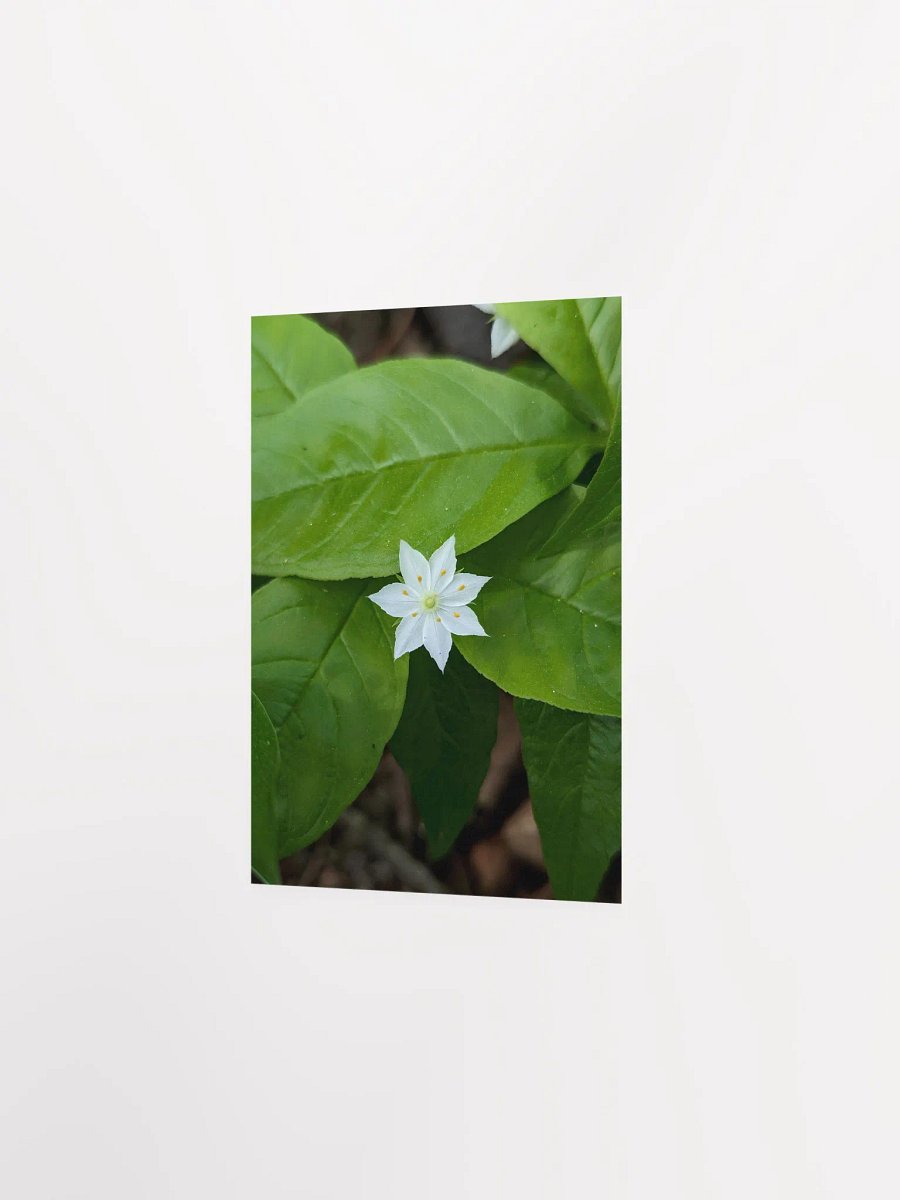 Starflower (Print) product image (15)