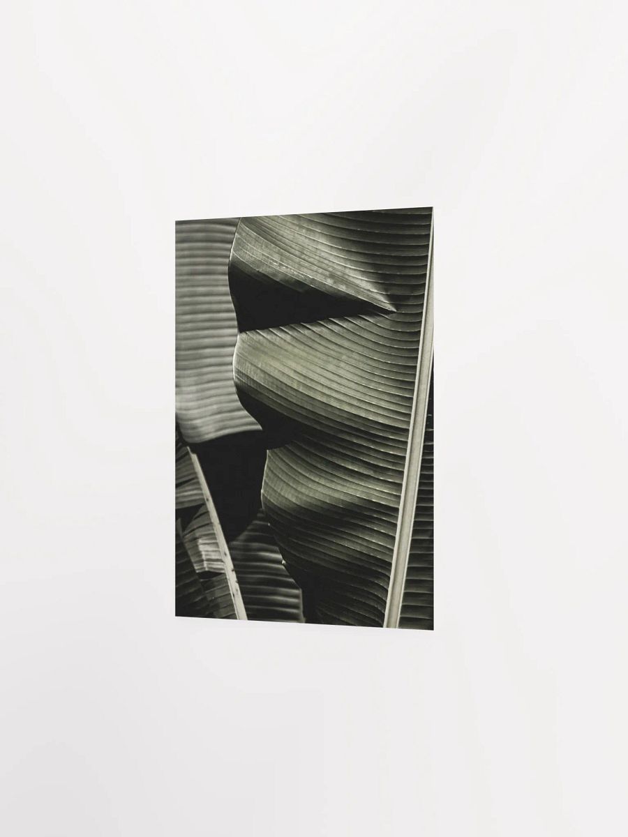 Banana Leaves Enhanced Matte Poster product image (15)