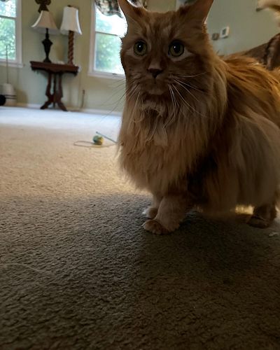 The cats of Tavern Heroes! Meet Phoebe, the cat of Nate, cast member behind Alistair.