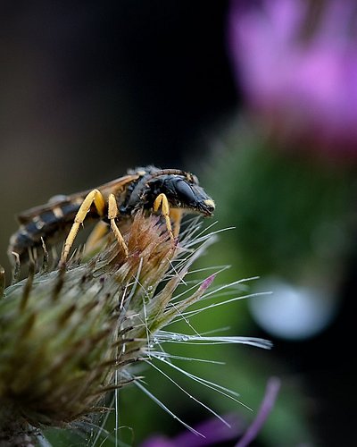 It was a wet and rainy day. Can anyone identify this one? I looked at all wasps, but still couldn't identify this one clearly...