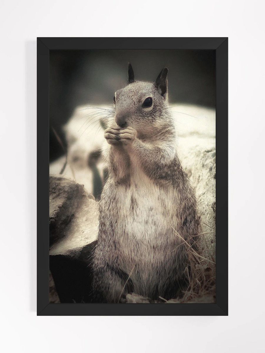 Squirrel I Framed Print product image (1)