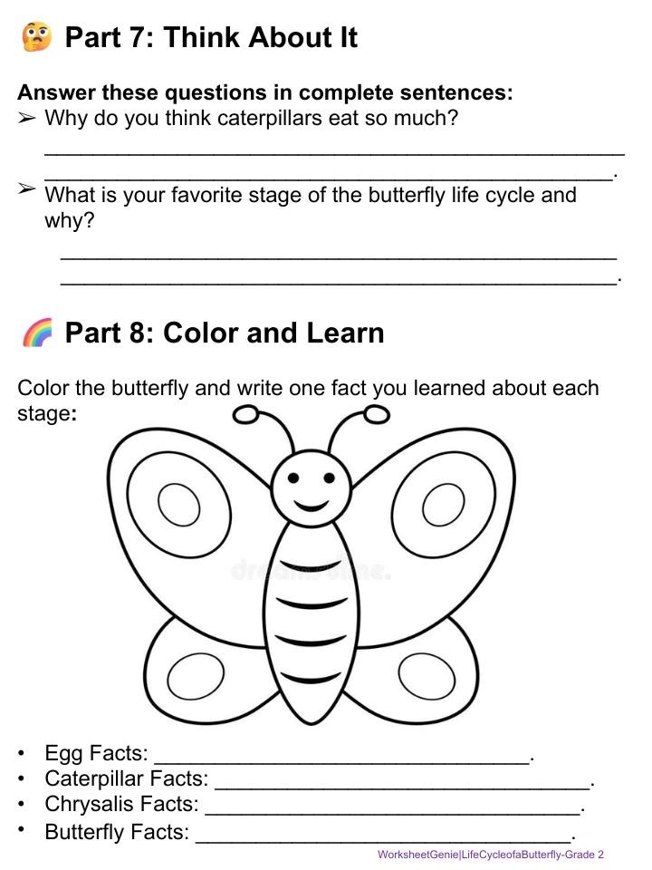 Life Cycle of a Butterfly Complete Pack – Educational Unit for Grade 2 product image (4)