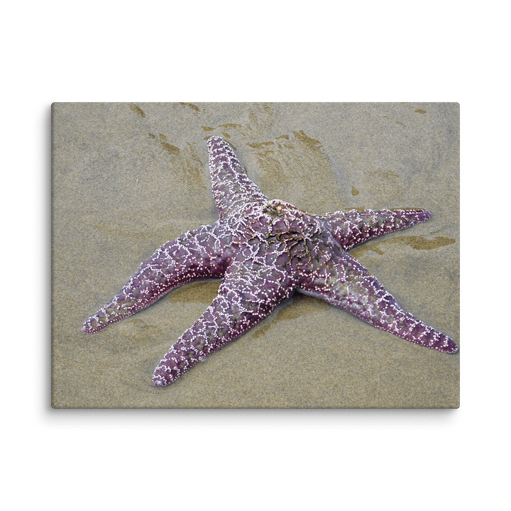 Starfish Sea Star 12x16 product image (1)