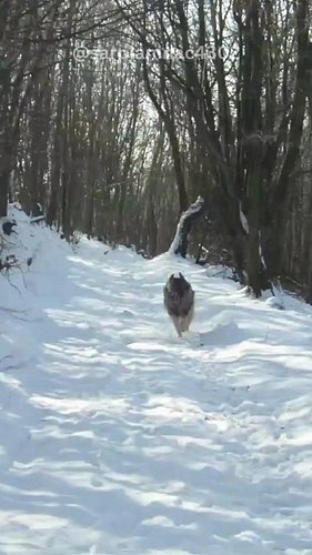 🐾 When your #sarplaninac thinks the mountain is a racetrack ❤️

#dogrunningfree #maledog #MountainDogs #raredogbreed #femaled...