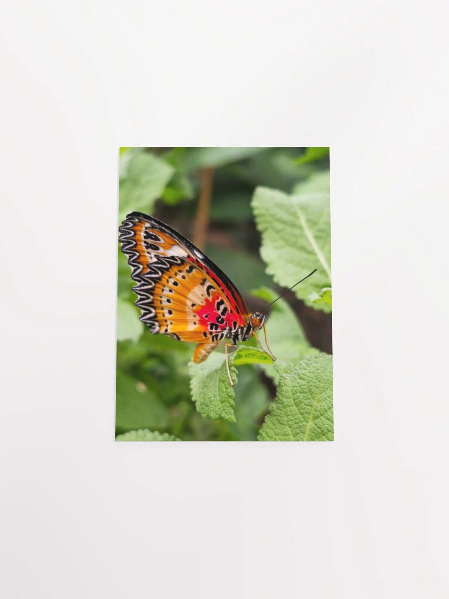 Lacewing Tropical Butterfly Poster 5x7" product image (4)