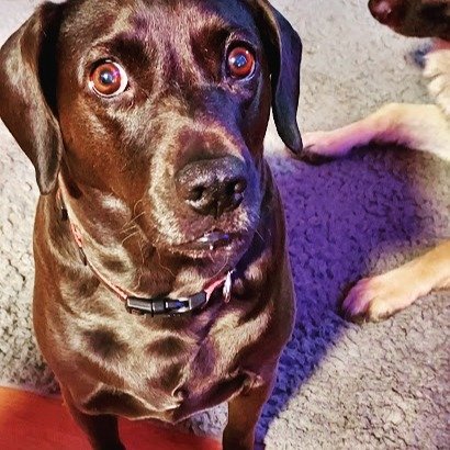 So I got bad news, the vet says her issues are worse than expected, and we have to put her down, so in 2 hours I say my final...