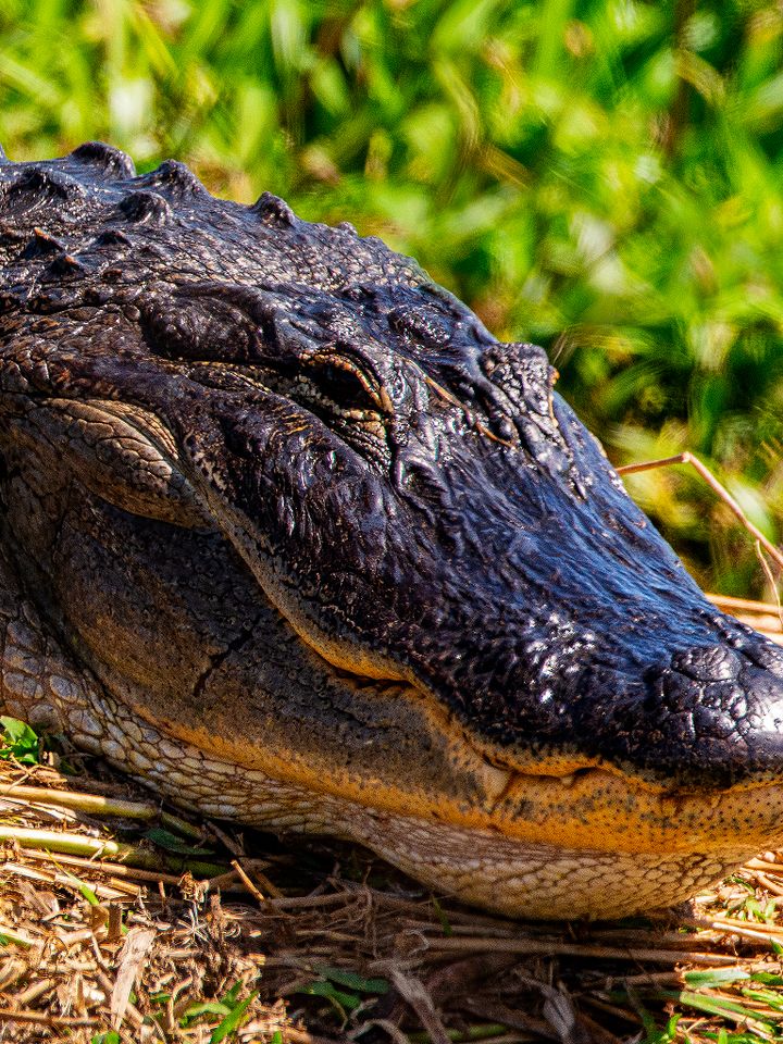 Alligator Sunning product image (1)