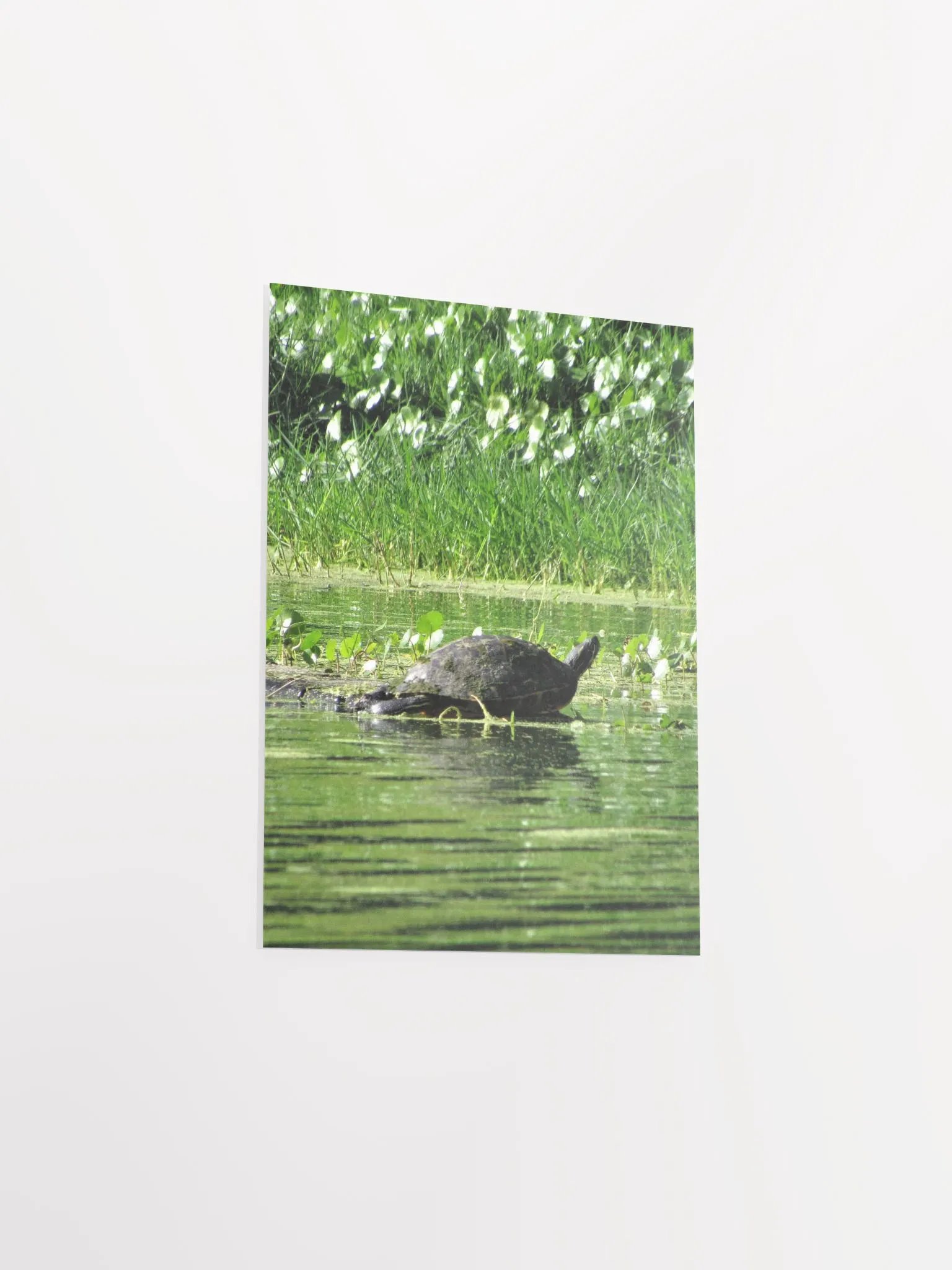 Turtle / FL product image (30)