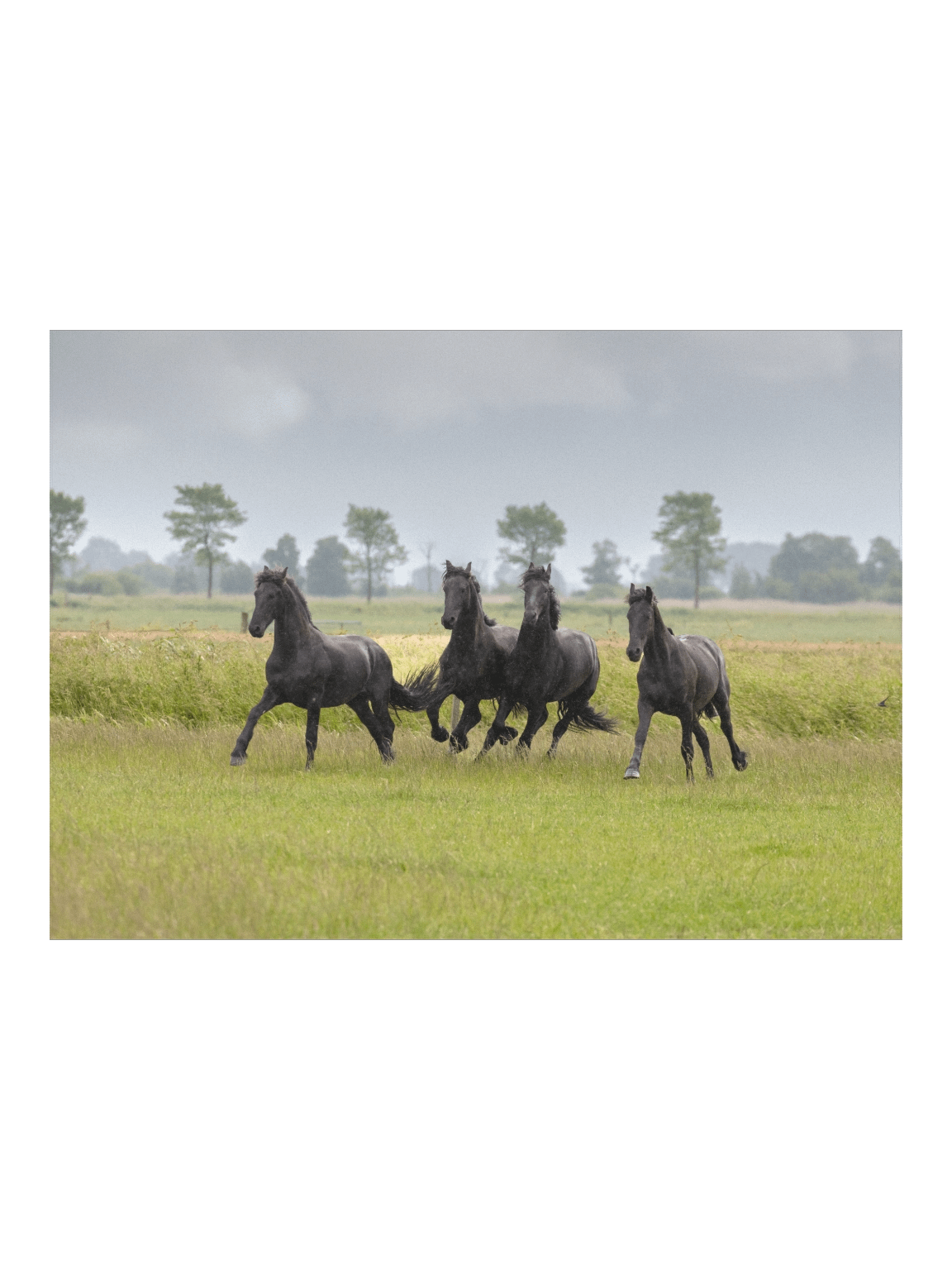 Wûnder, Willem, Wytse W & Wytse product image (1)