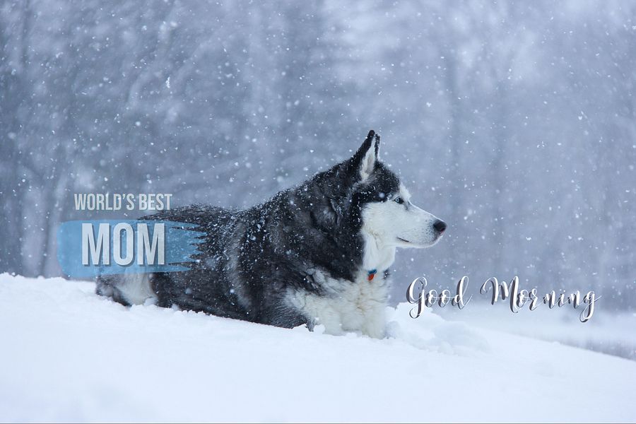 Blue Eye Husky in the Snow product image (6)