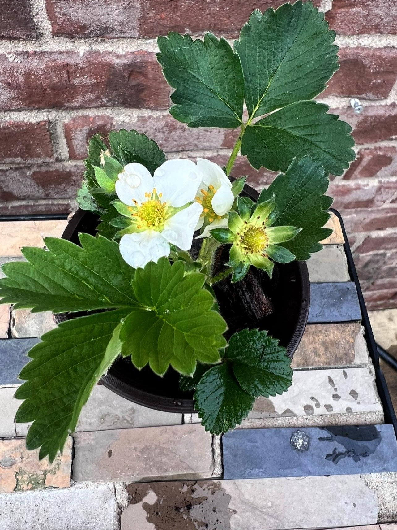 Strawberry Live Plant product image (2)
