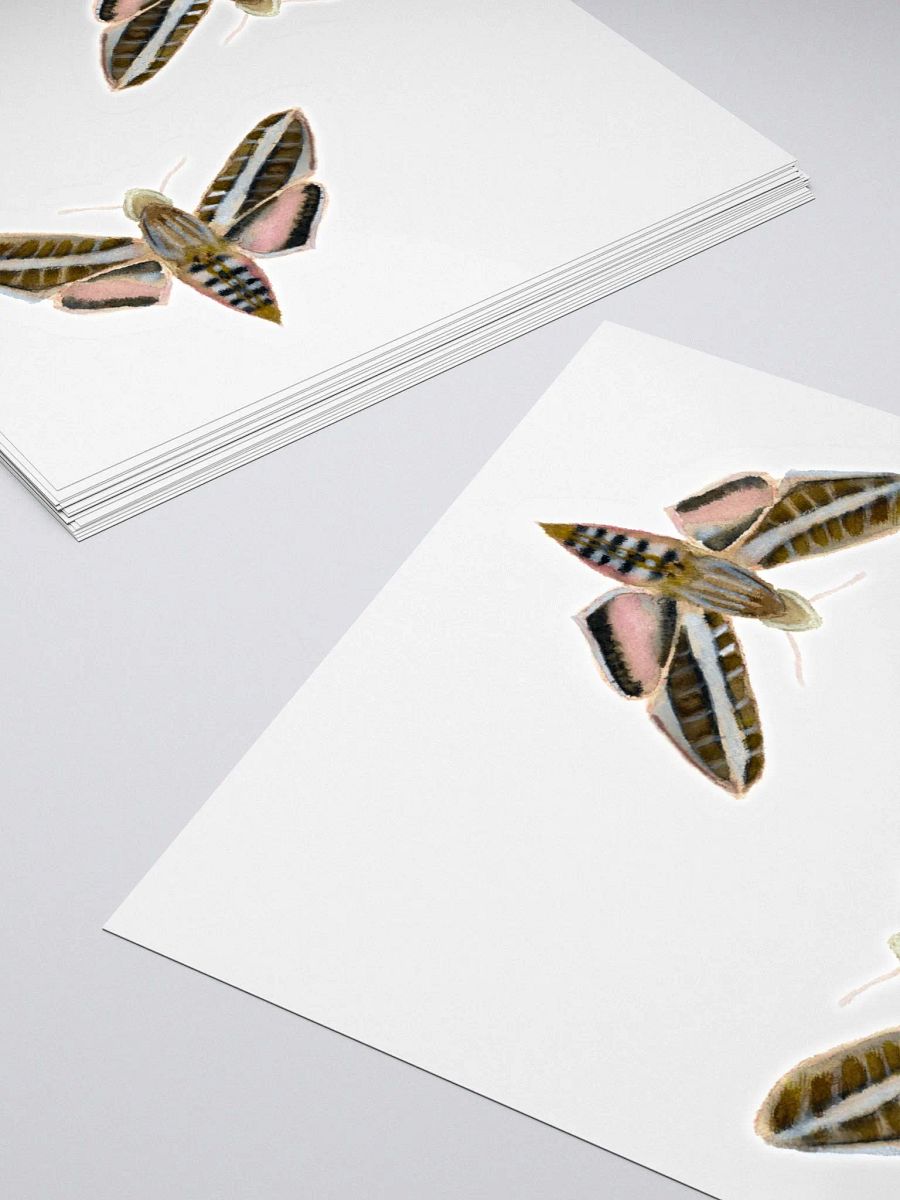 White Lined Sphinx Moth (x2) product image (4)