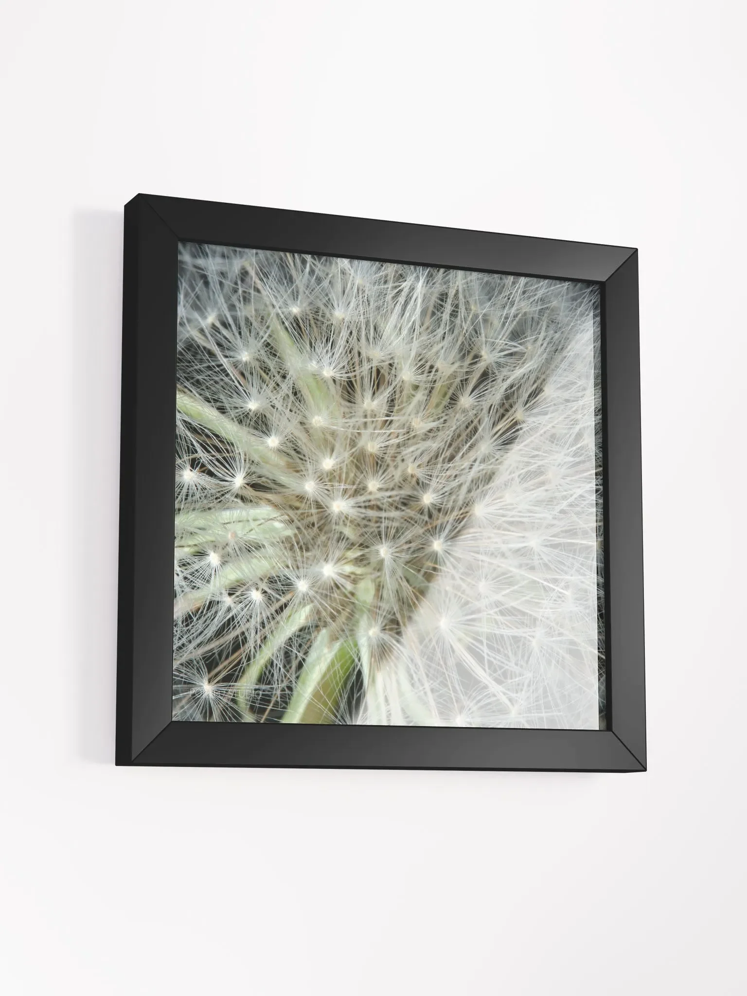 Dandelion #3 - Framed Print product image (3)