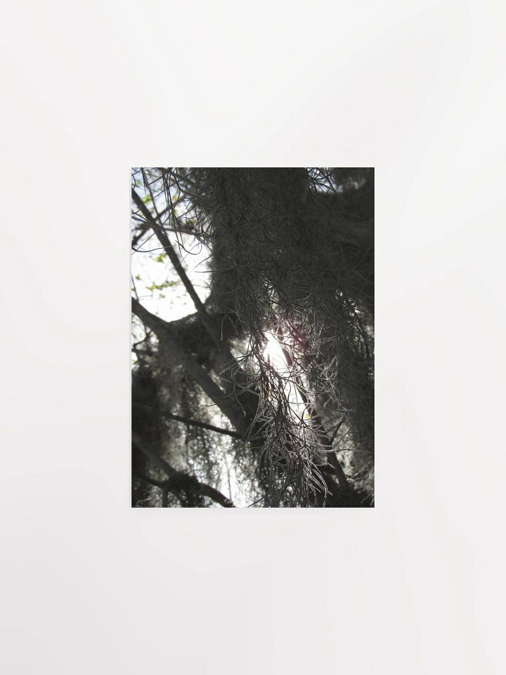 Southern Moss 2 product image (5)