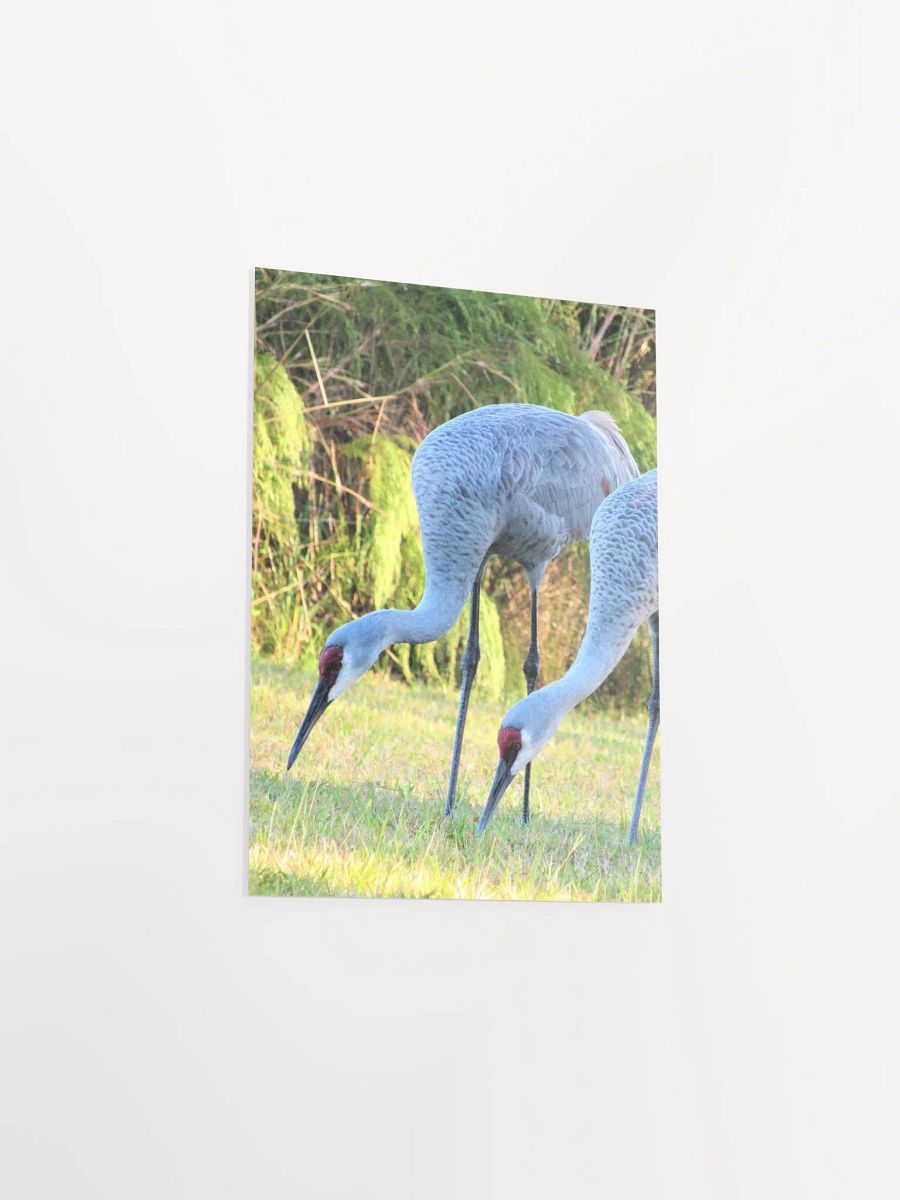 Sandhill Crane product image (37)