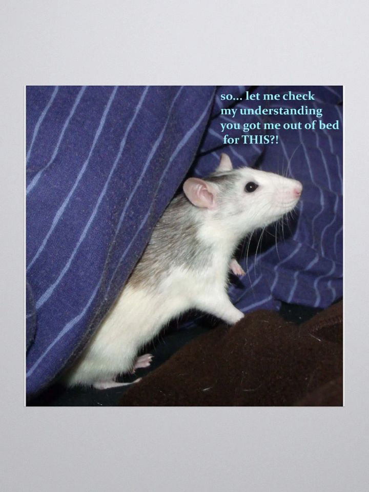 Annoyed husky rat sticker product image (1)