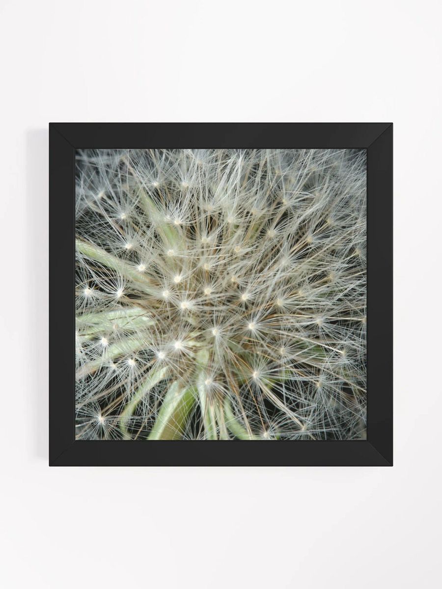 Dandelion #3 - Framed Print product image (1)