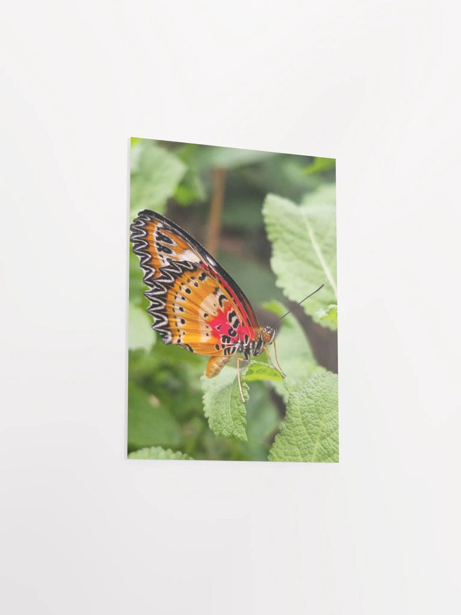 Lacewing Tropical Butterfly Poster 5x7" product image (3)