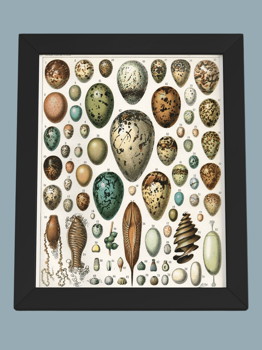 Oeufs, Nouveau Larousse Illustré 1897-1904 product image (1)