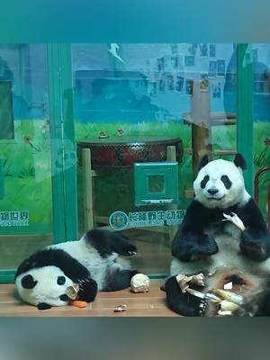 妹猪躺着吃笋