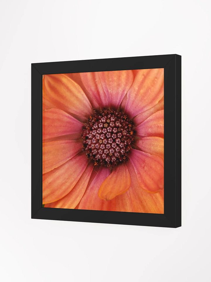 Orange Gerber Daisy product image (20)