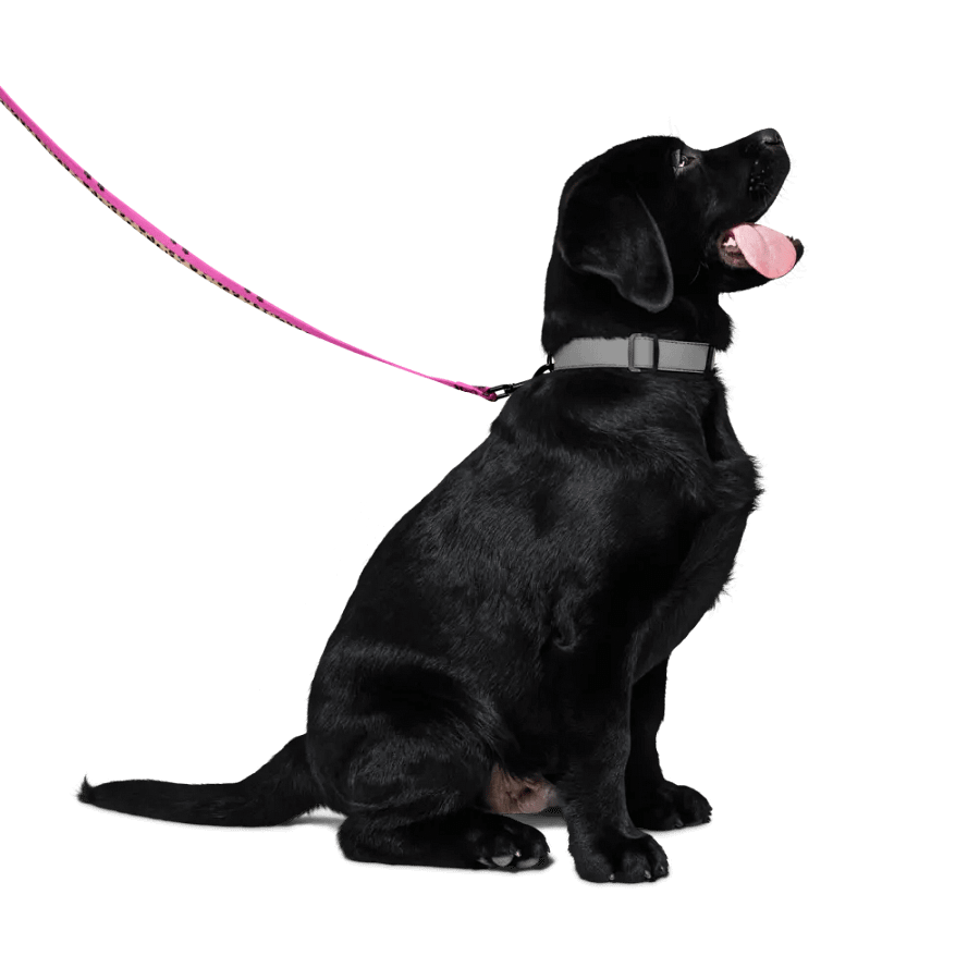 Psychedelic Leopard and Paw Print Pet Leash - Customizable Design product image (4)