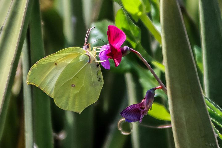🌼 Fine Art – Solar Camouflage – Brimstone 07 product image (1)
