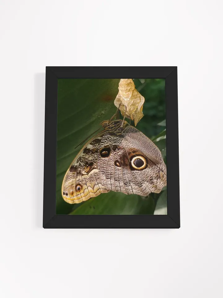 Tropical Owl Butterfly Framed Poster product image (2)