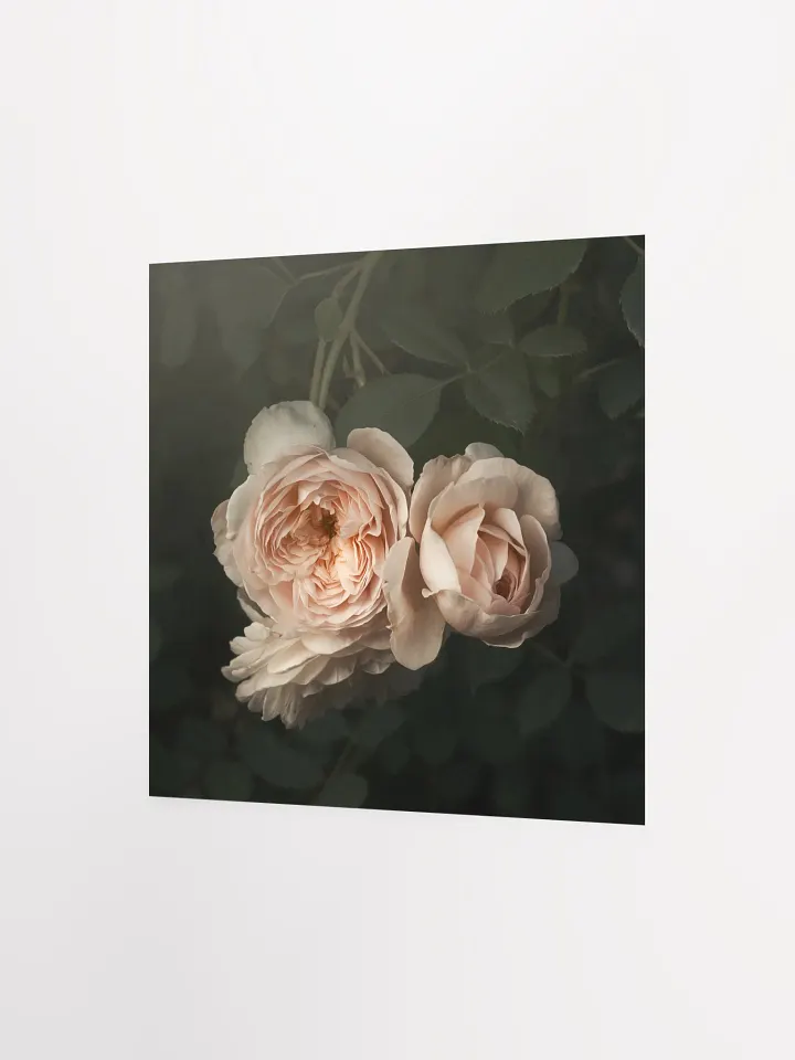 Pale English Cottage Roses product image (1)