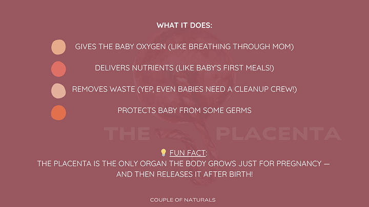 Meet the Placenta: A Gentle Guide for Curious Parents product image (2)